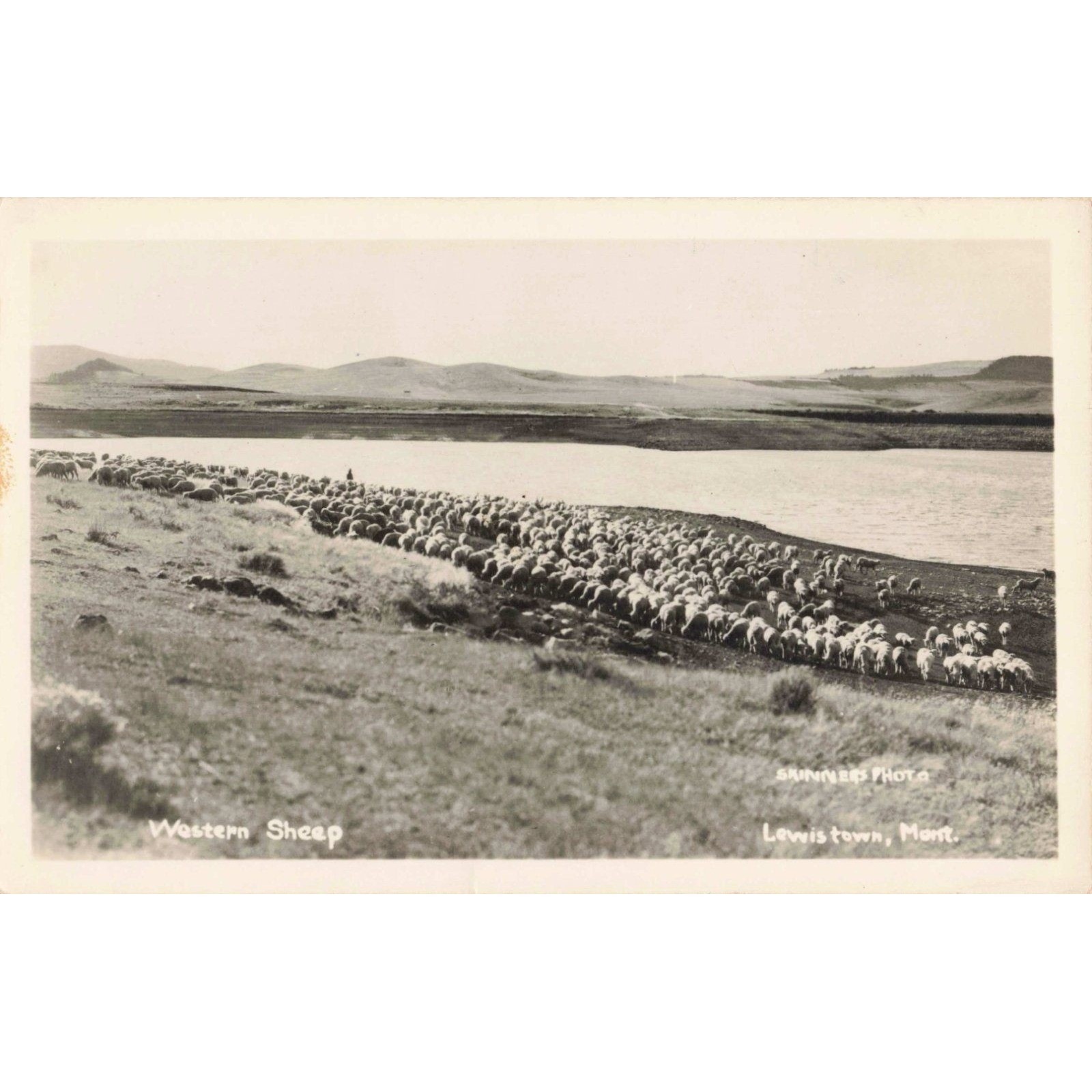 Vintage Western Sheep Lewistown Montana RPPC Skinner\'s Photo Postcard