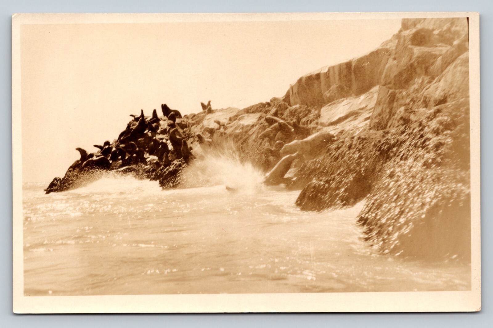 RPPC Sea Lions Gathered on Shore AZO 1925-1940s VTG Postcard 1511