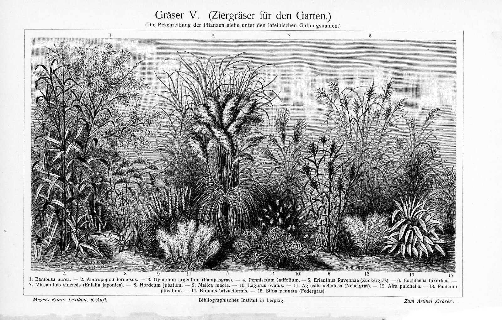 1905 VARIETIES GRASSES GREEN GRASS ENGRAVING ILLUSTRATION PRINT 6 Pgs Read