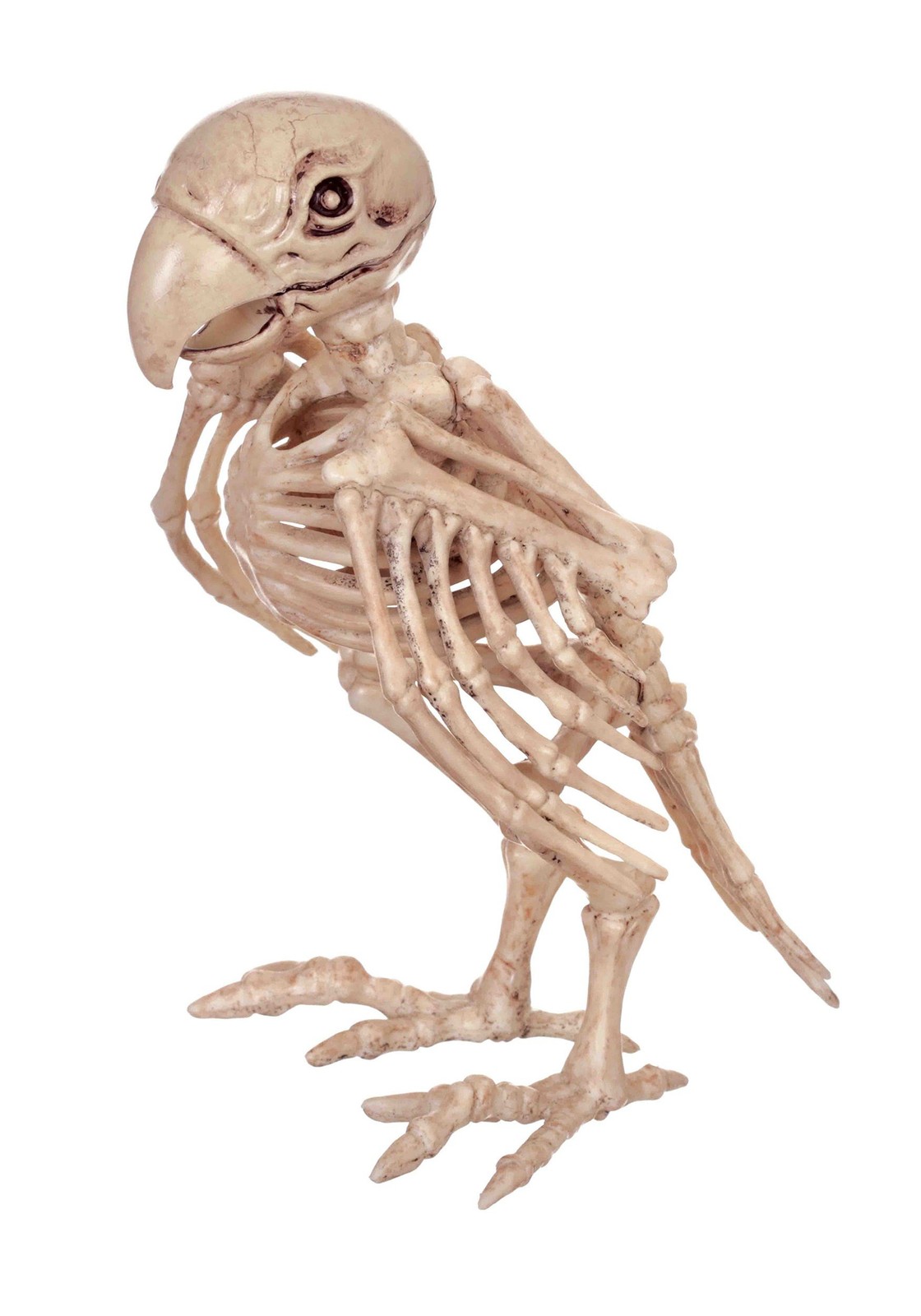 Skeleton Parrot Skeleton Parrot