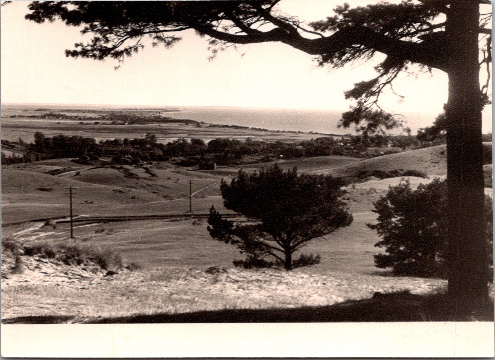 Coastal Landscape View Trees Rolling Hills Hiddensee Real Photo RPPC Postcard