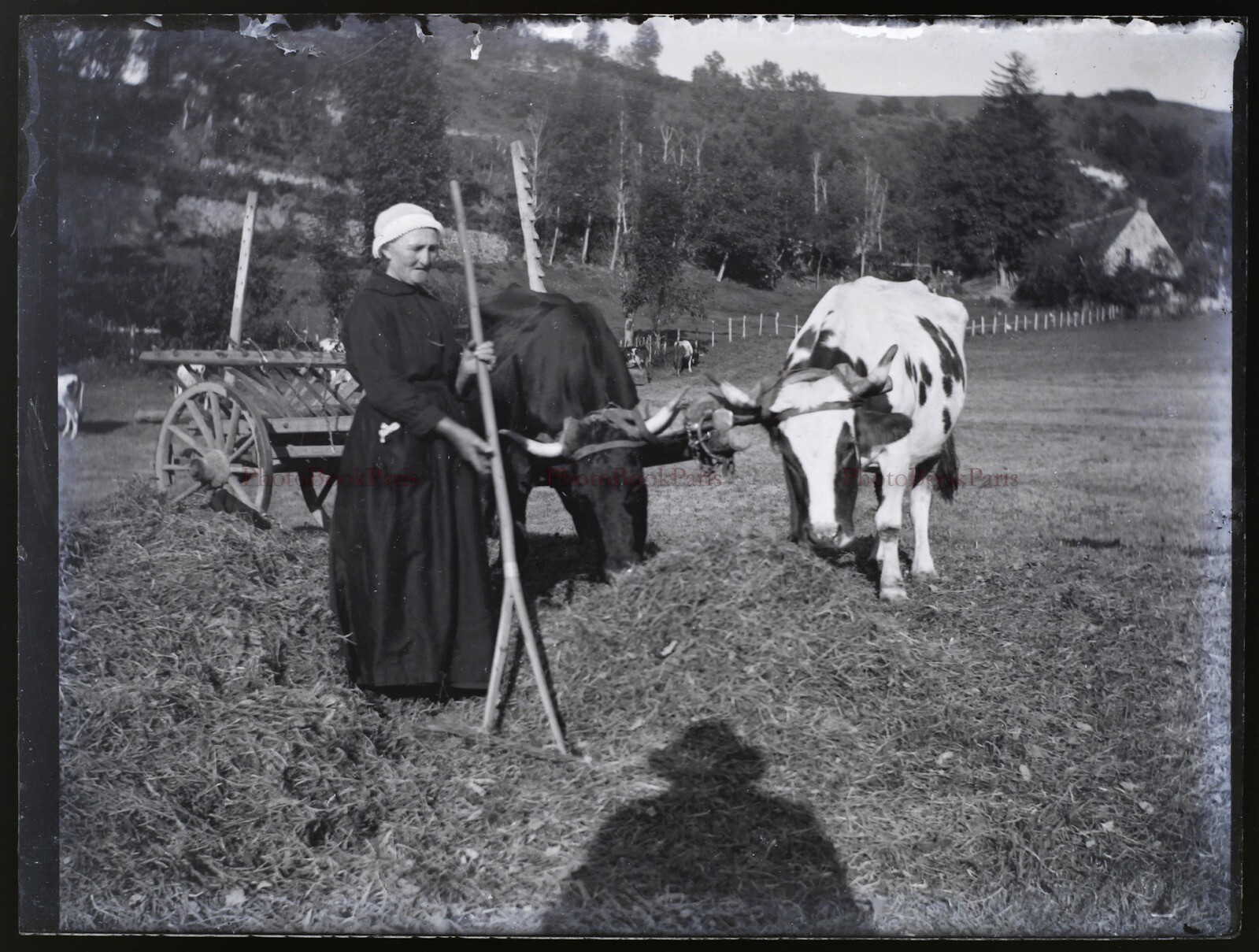 Photo C1900 Negative Vintage Agricultural Beef Rural Glass