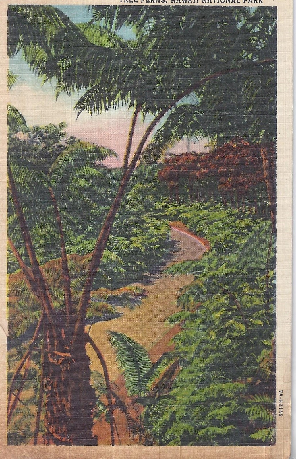 Vintage Linen Postcard Tree Ferns Volcano Road Hawaii National Park Curteich