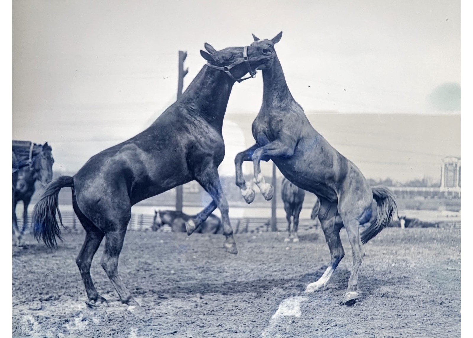 1924 Boston Commonwealth Armory Field US Army Cavalry Horses Glass Negative OOAK