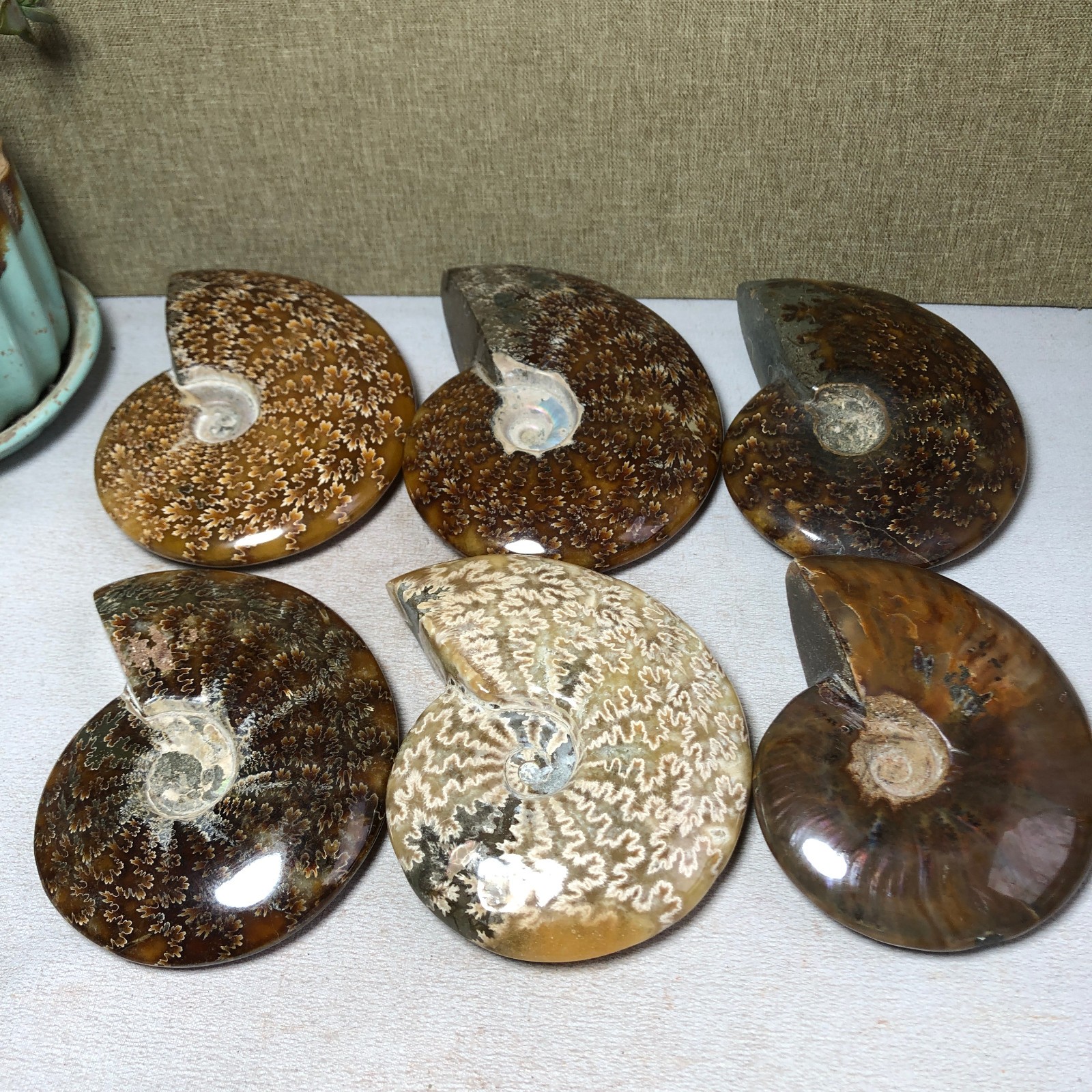 6pcs Natural conch Ammonite Crystal mineral original specimens 1.65kg A3927