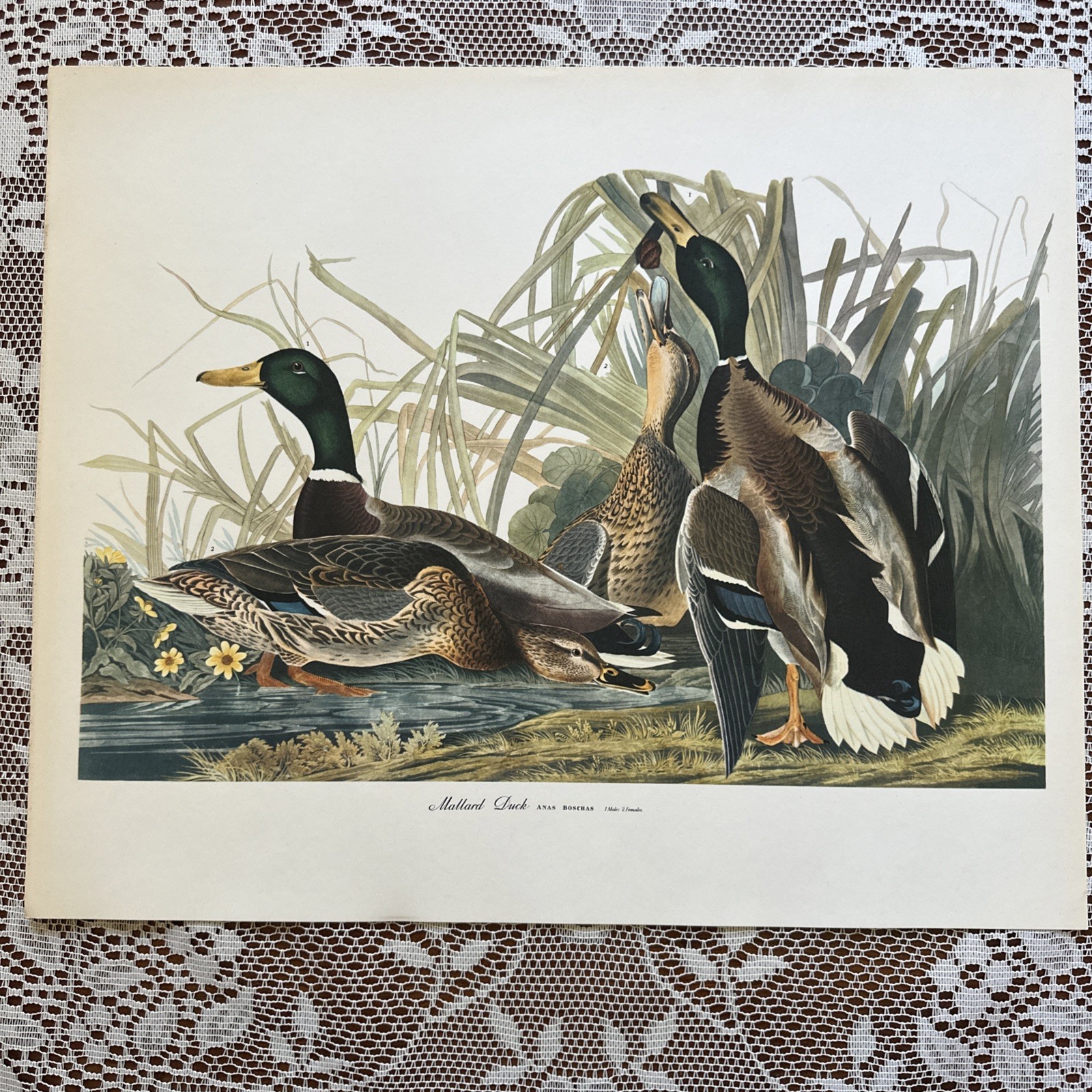 Vintage “MALLARD DUCK” 14x17 print (from the Audubon folio) James Audubon