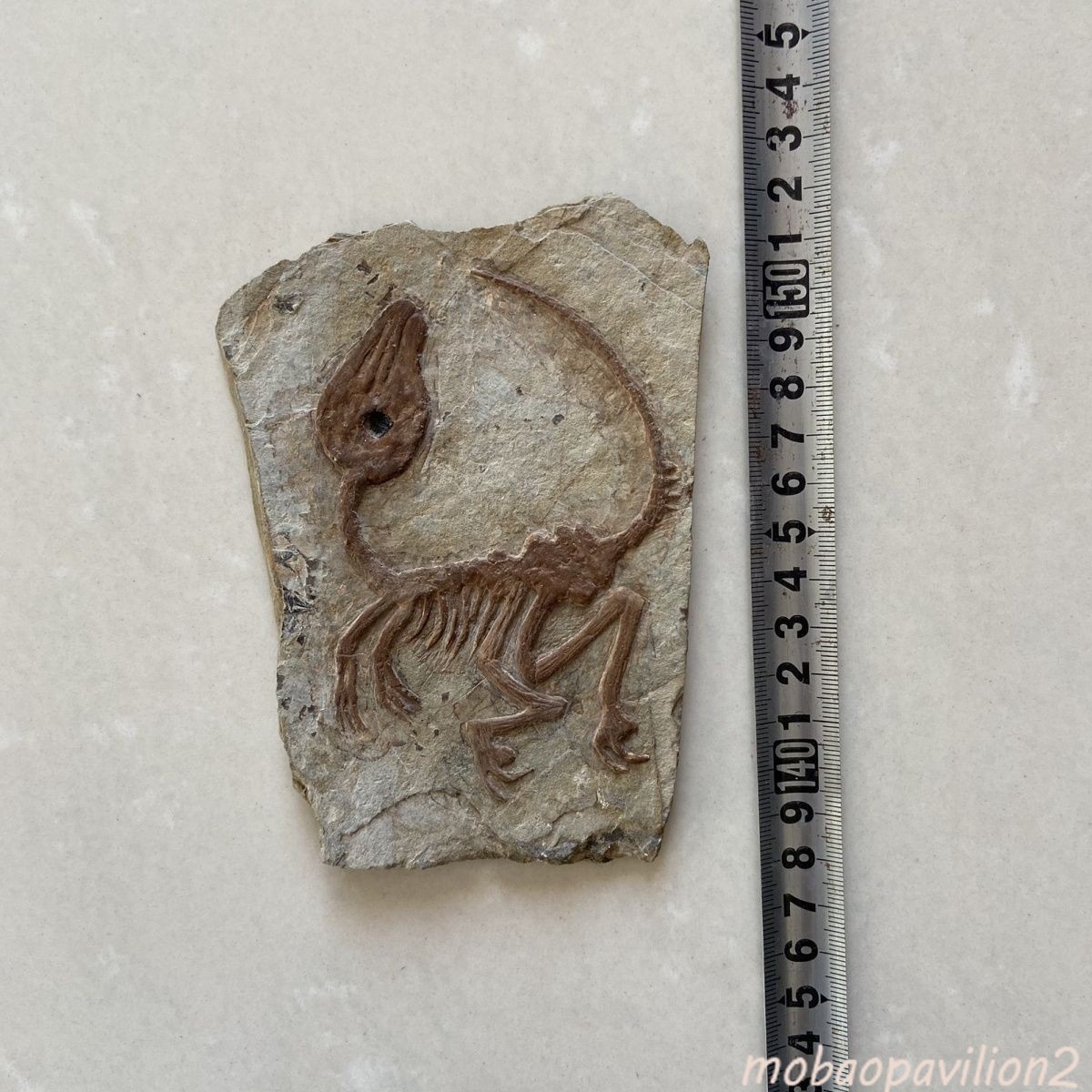 Old Real Fossil Rare Best Triassic Keichousaurus Collection Old Real Fossil Rare Best Triassic Keichousaurus Collection