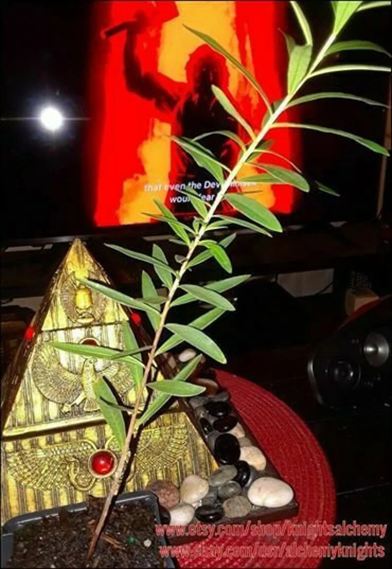 Sun Opener Live Plant 1 - 10+ inch Heimia Salicifolia Sacred Organic & Homemade Sun Opener Live Plant 1 - 10+ inch Heimia Salicifolia Sacred Organic & Homemade