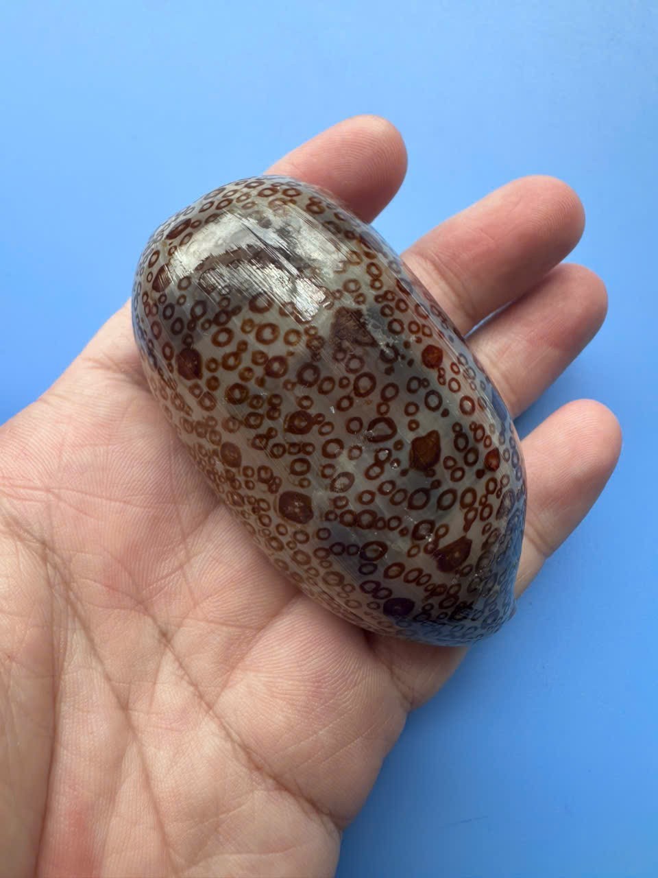 75.5mm | Cypraea Argus| F+++ GEM| DARK color | YOUNG | Beautiful shell 75.5mm | Cypraea Argus| F+++ GEM| DARK color | YOUNG | Beautiful shell