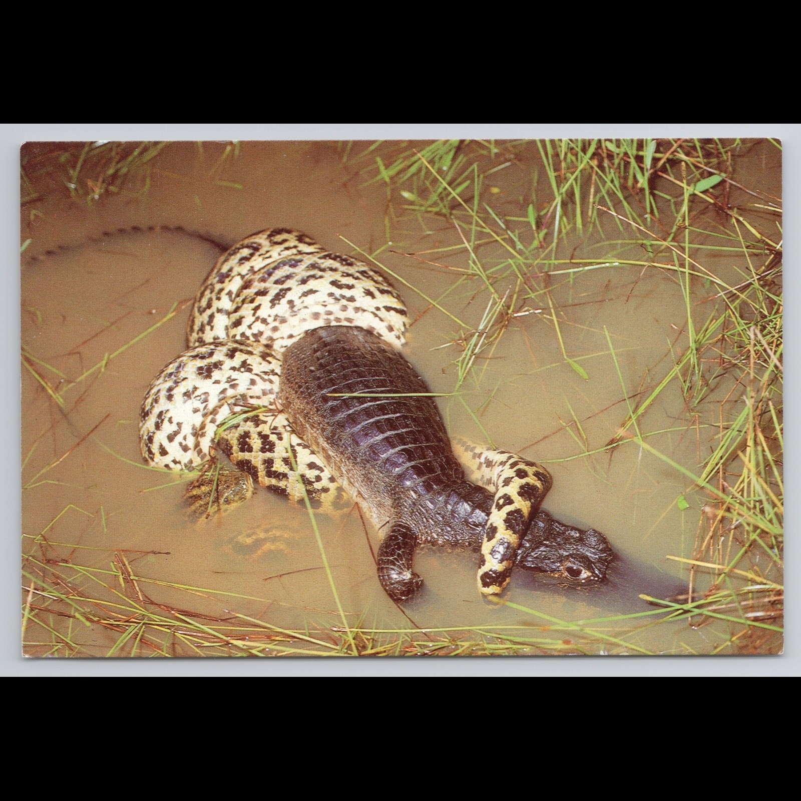 Vintage Pantanal Brazil Anaconda Alligator Postcard Unposted Scenic Collectible