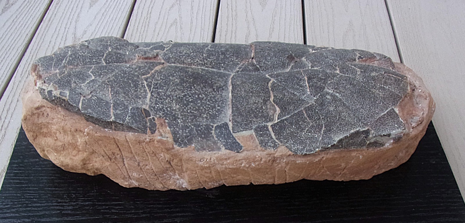DINOSAUR EGG - Huge Tarbosaurus- Rare