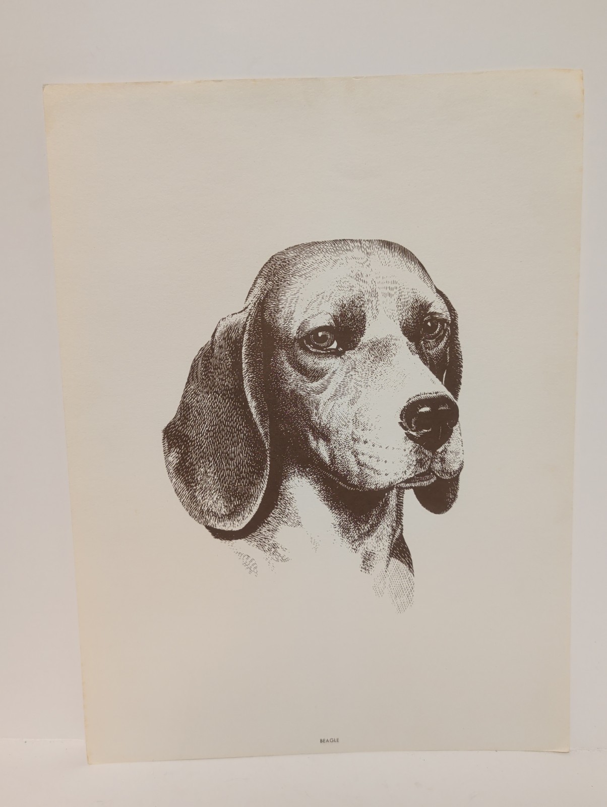Vintage Beagle Portrait Purina Dog Chow 8 5/8 Vintage Beagle Portrait Purina Dog Chow 8 5/8