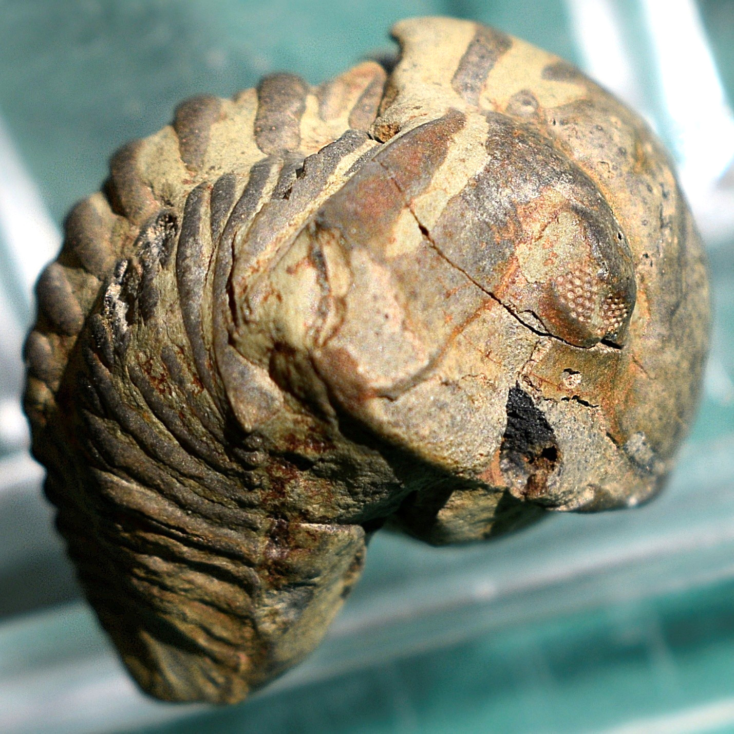 Trilobite, Vogesina sp: Bolivia devonian rare trilobite fossil