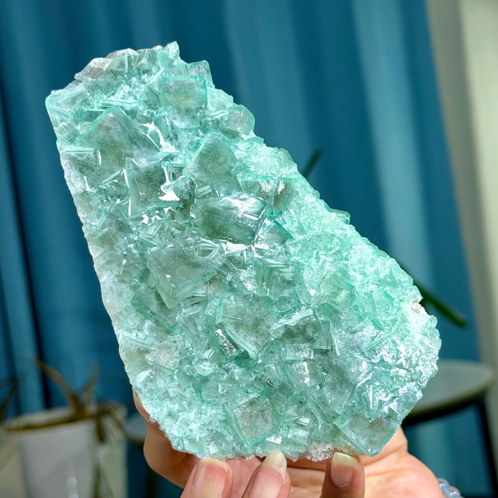 1.55LB Rare transparent green cubic fluorite mineral crystal sample/China
