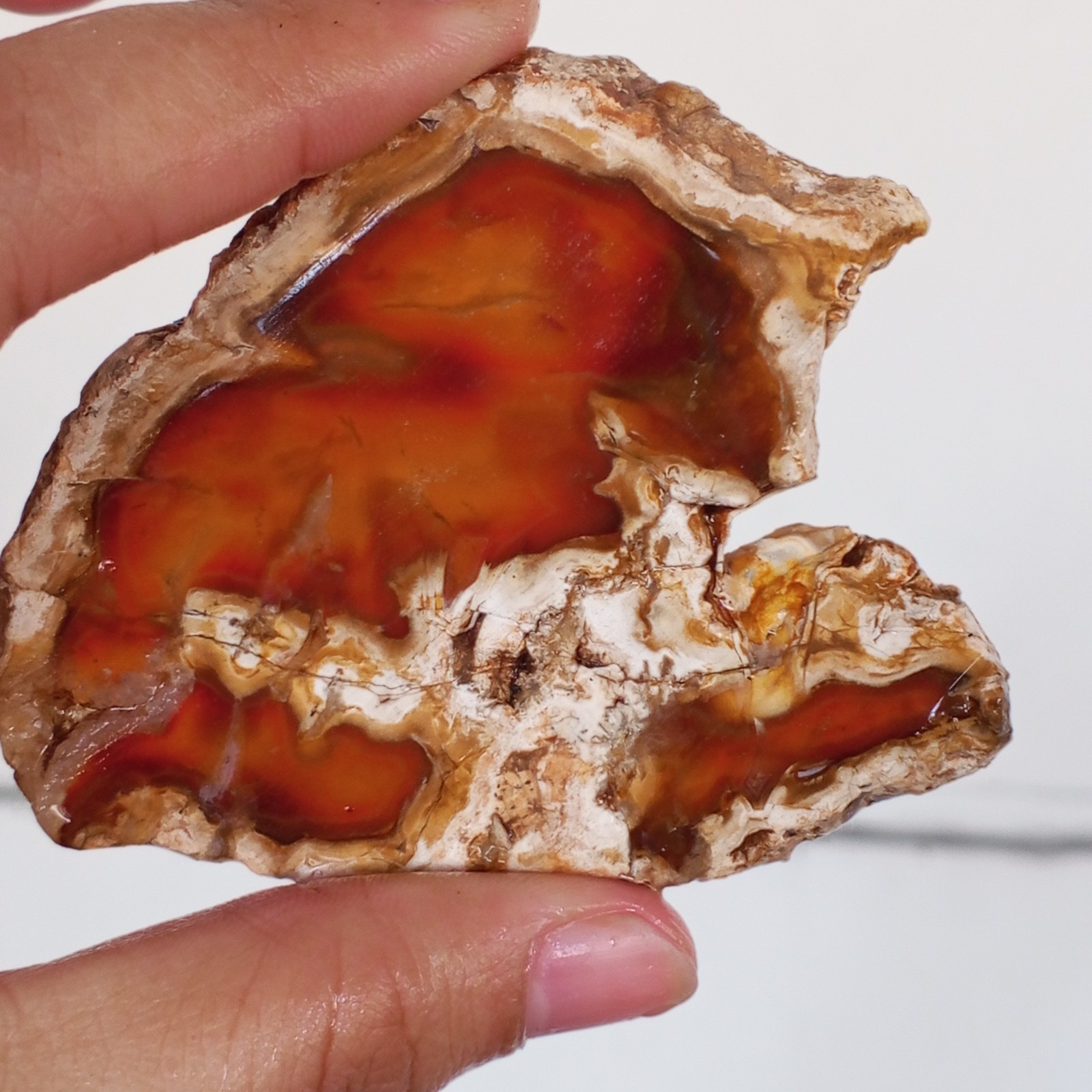 35g RARE BEAUTIFULL NATURAL  PETRIFIED WOOD NOT POLISHED