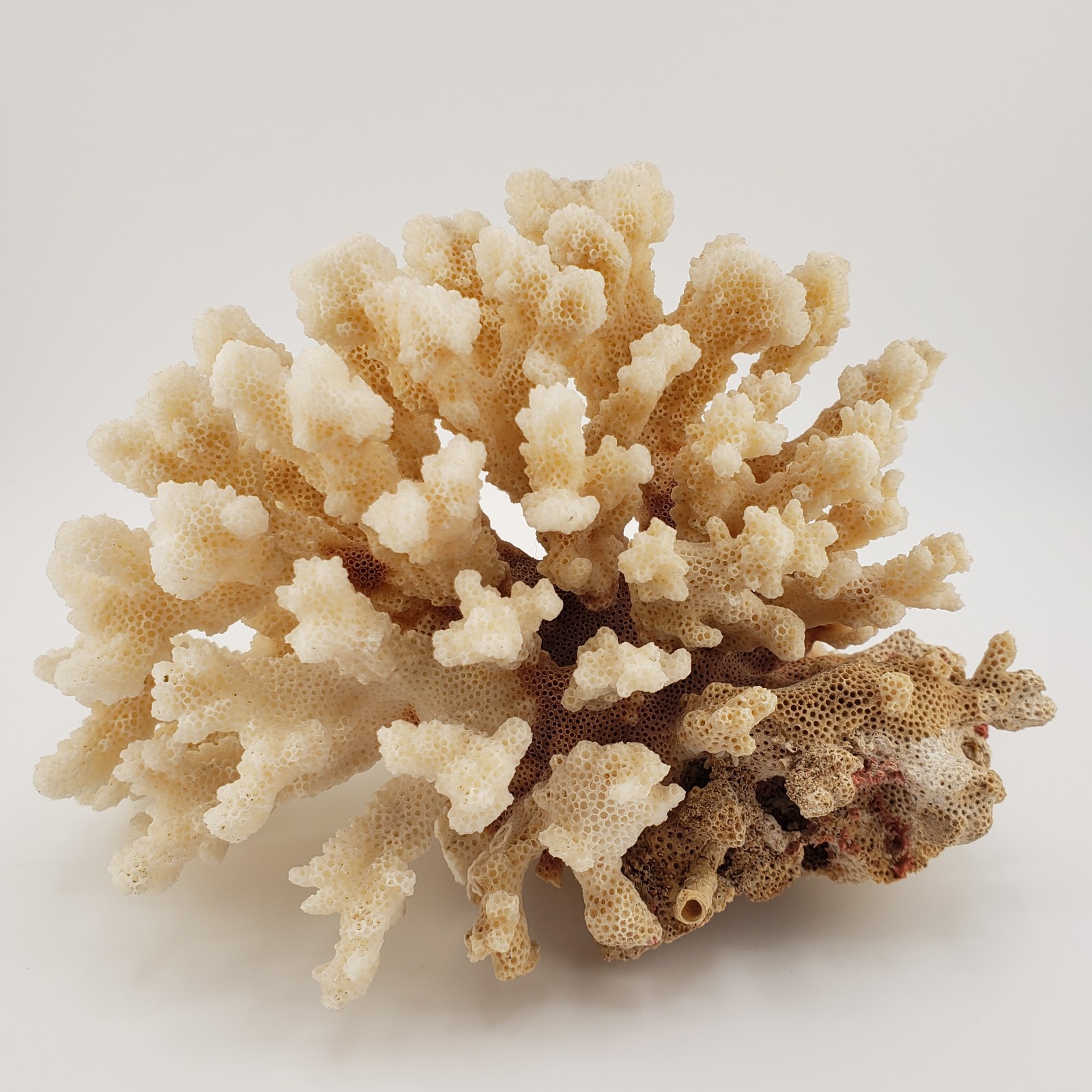 Vintage Natural Coral Tree Shell  Pocillopora Branching Cauliflower 4
