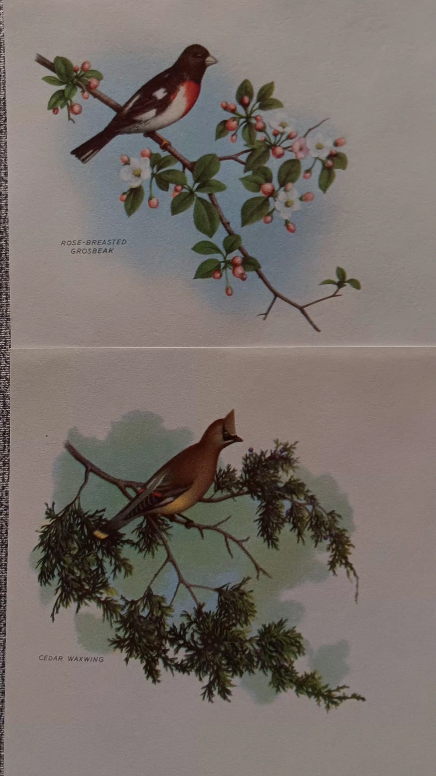NOS Vintage nature Stationery Set 1960s w/ envelopes dogs fish birds deer skunk