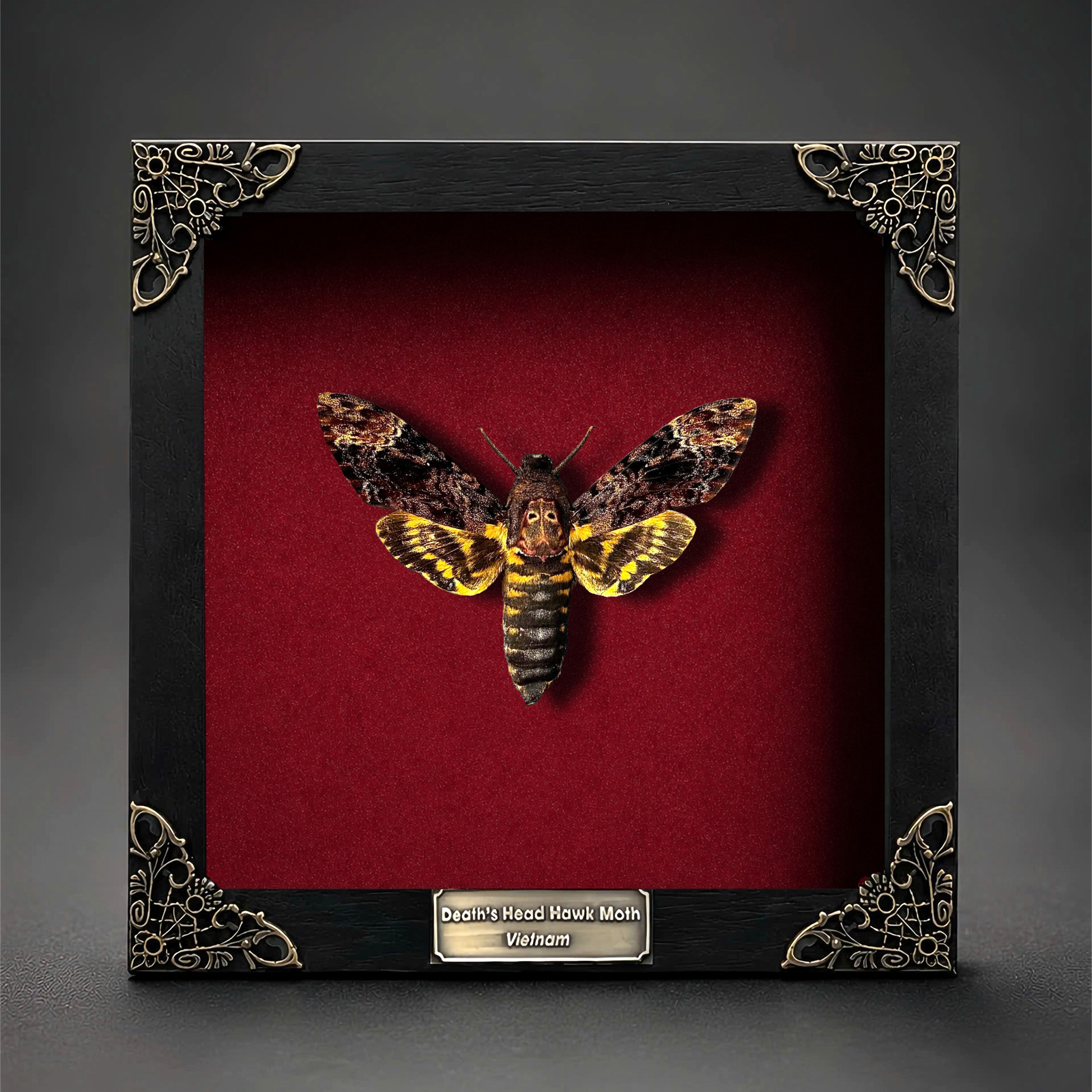 Death Head Moth Taxidermy Framed Real Acherontia Specimen Gothic Oddities