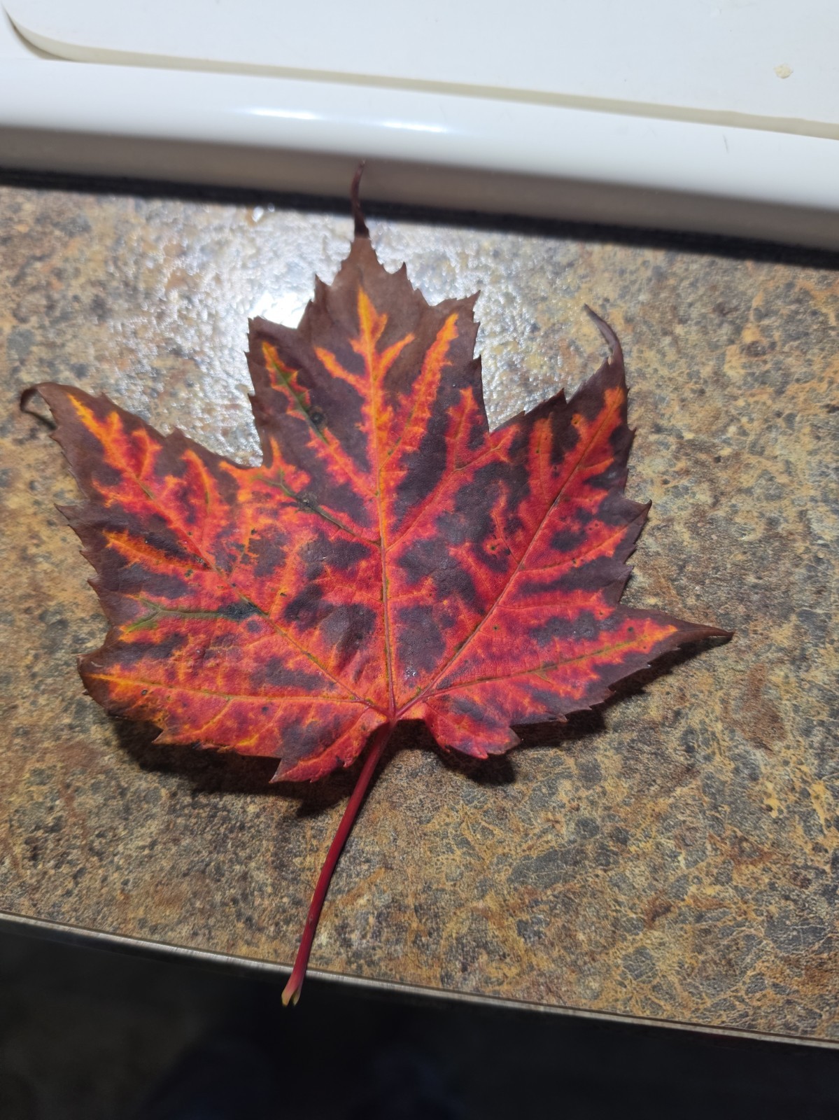 First Sign Of Fall In The Upper Peninsula Michigan  Maple Leaf