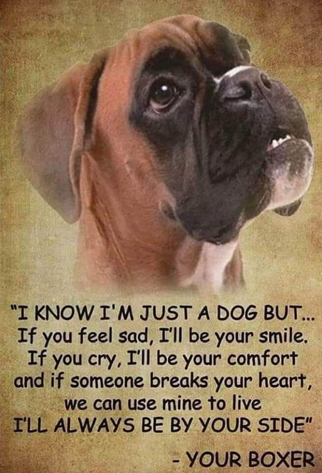 Funny Boxer dog fridgerator magnet 3 1/2 X 4 1/2 Funny Boxer dog fridgerator magnet 3 1/2 X 4 1/2