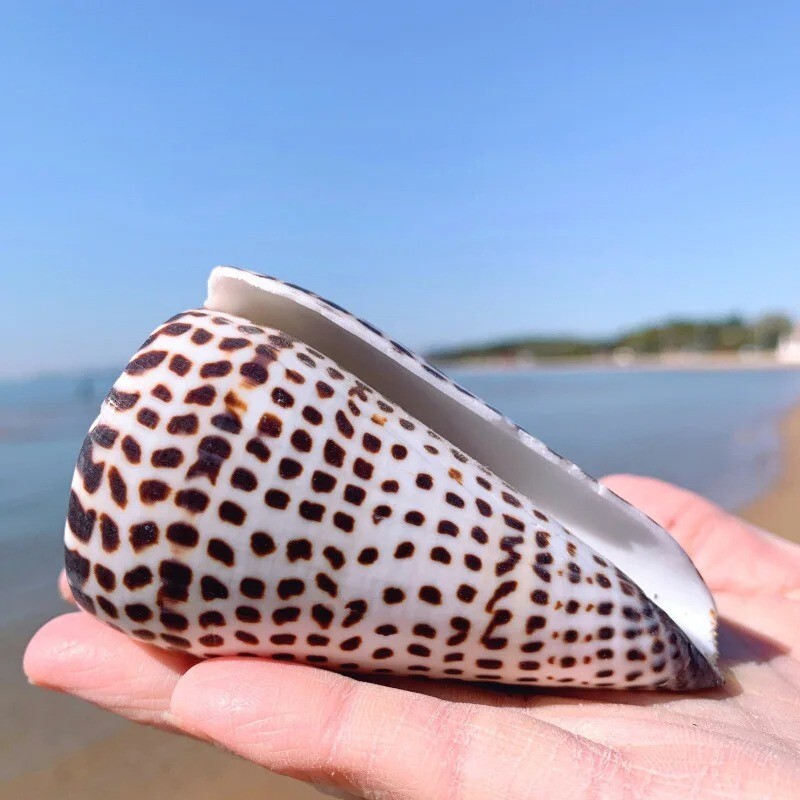 Large Lettered Alphabet Cone Seashell Conus Litteratus Seashell Rare Real 3 Large Lettered Alphabet Cone Seashell Conus Litteratus Seashell Rare Real 3