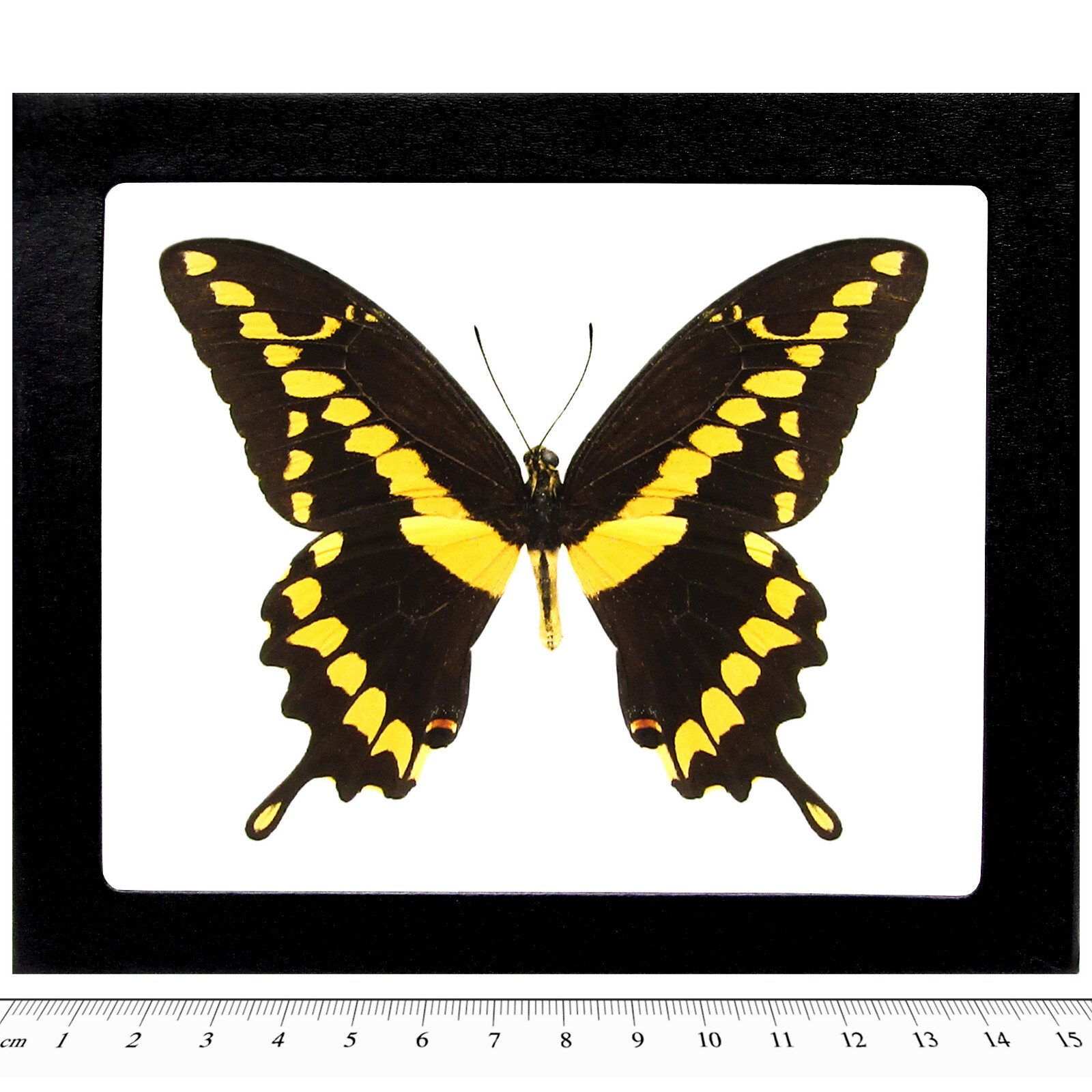 Papilio cresphontes RECTO giant swallowtail yellow black butterfly FRAMED AZ
