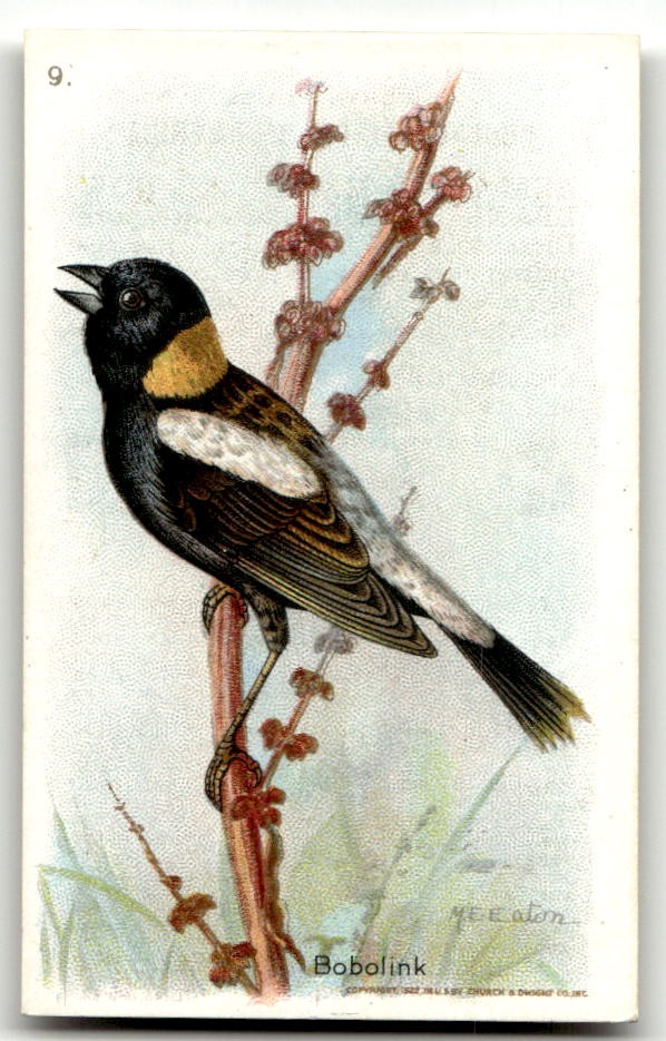 1935 Church & Dwight Useful Birds of America Eighth Series (J9-4) #9 Bobolink
