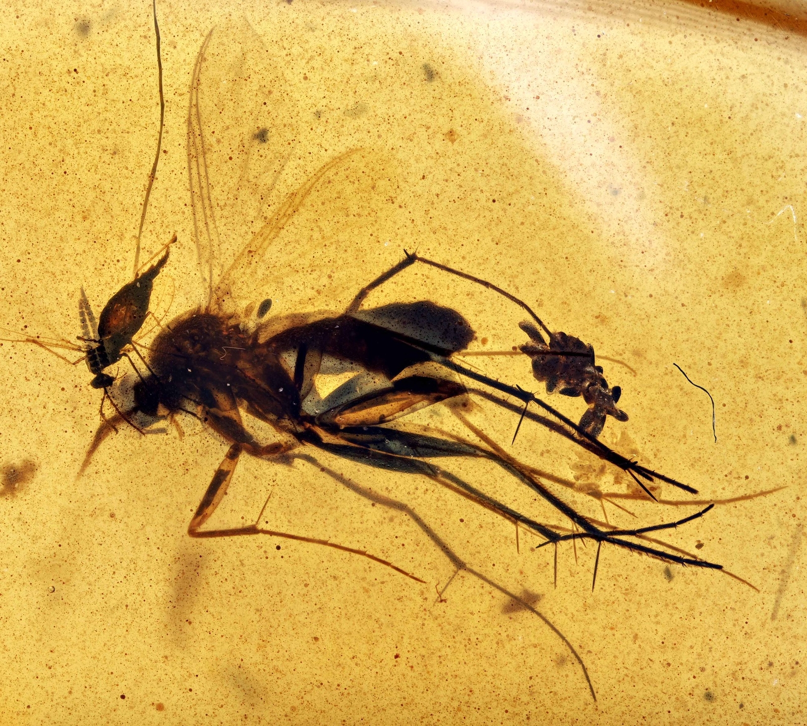 Rare Fungus Gnat laying eggs, Fossil inclusion in Burmese Amber