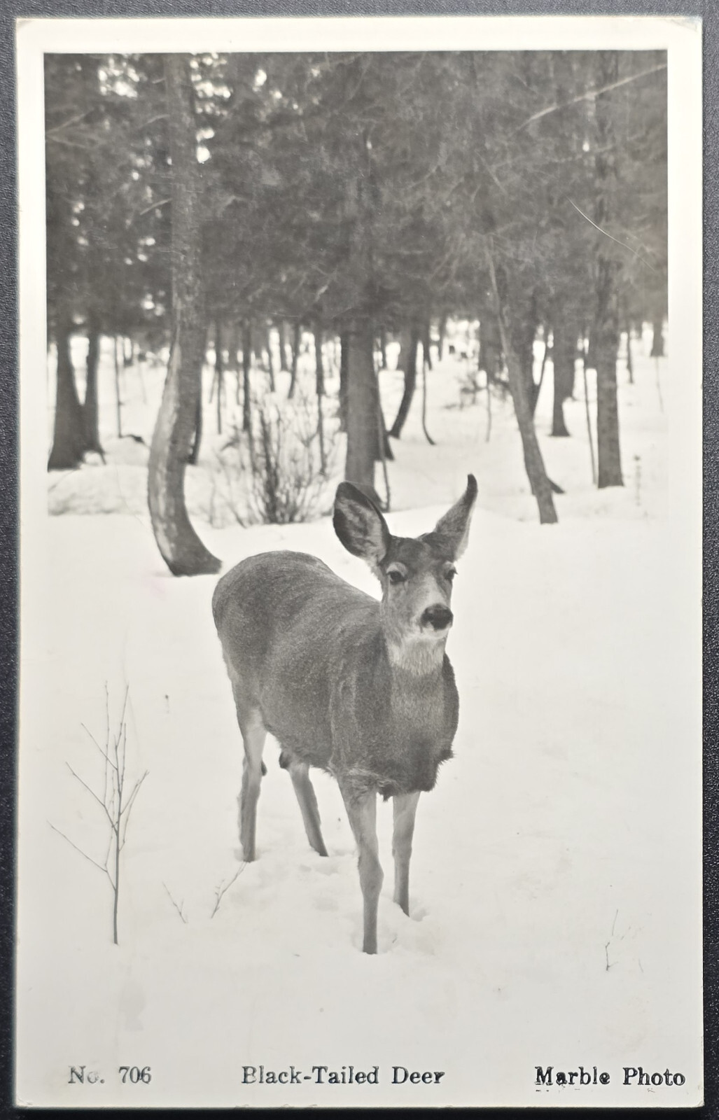 1950s Marble Photo Black-Tailed Deer Postcard No 706 Winter Scene 1950s Marble Photo Black-Tailed Deer Postcard No 706 Winter Scene