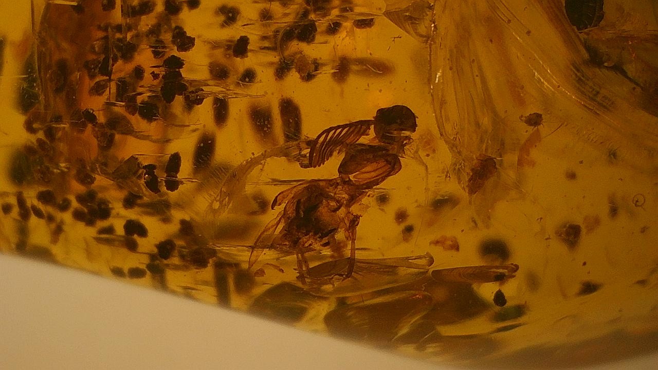 Rare and beautiful coprolite and insect inclusion amber Rare and beautiful coprolite and insect inclusion amber