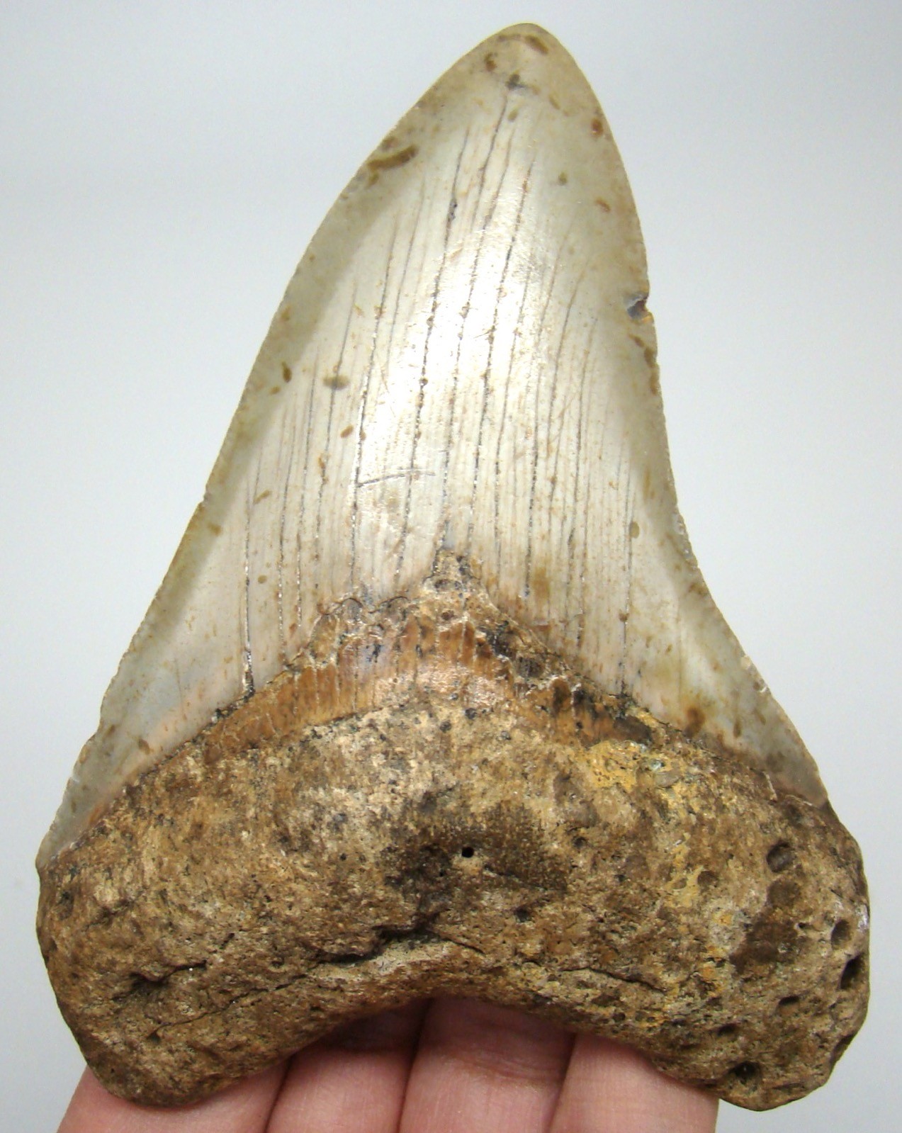 MEGALODON Shark tooth Real Fossil 4.01” - NO Restorations Shark teeth Natural