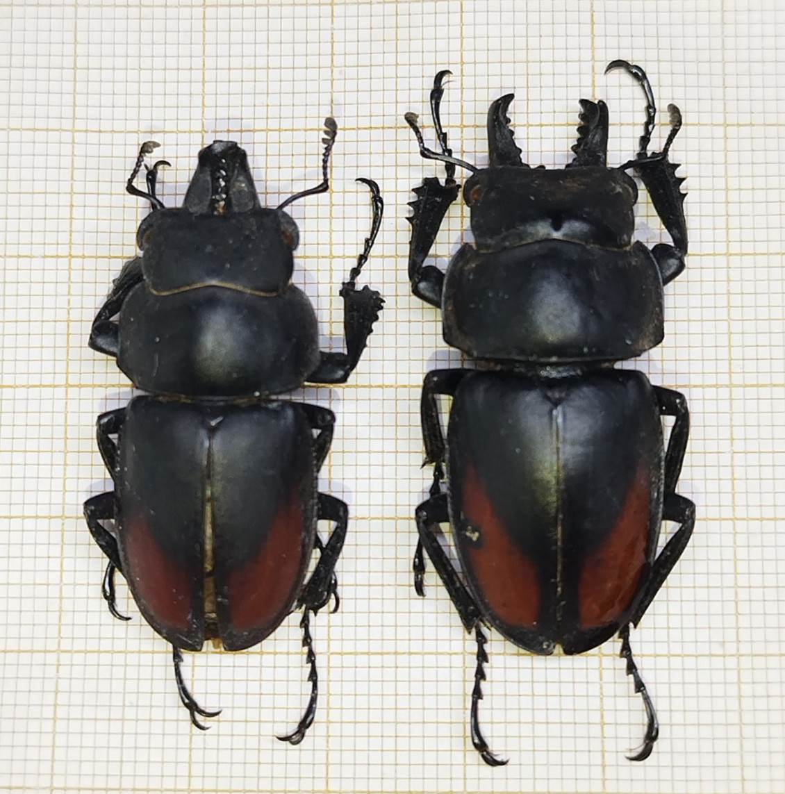LUCANIDAE Neolucanus sp - North LAOS - 2 pcs A1 Males 42/32mm From Sopchem