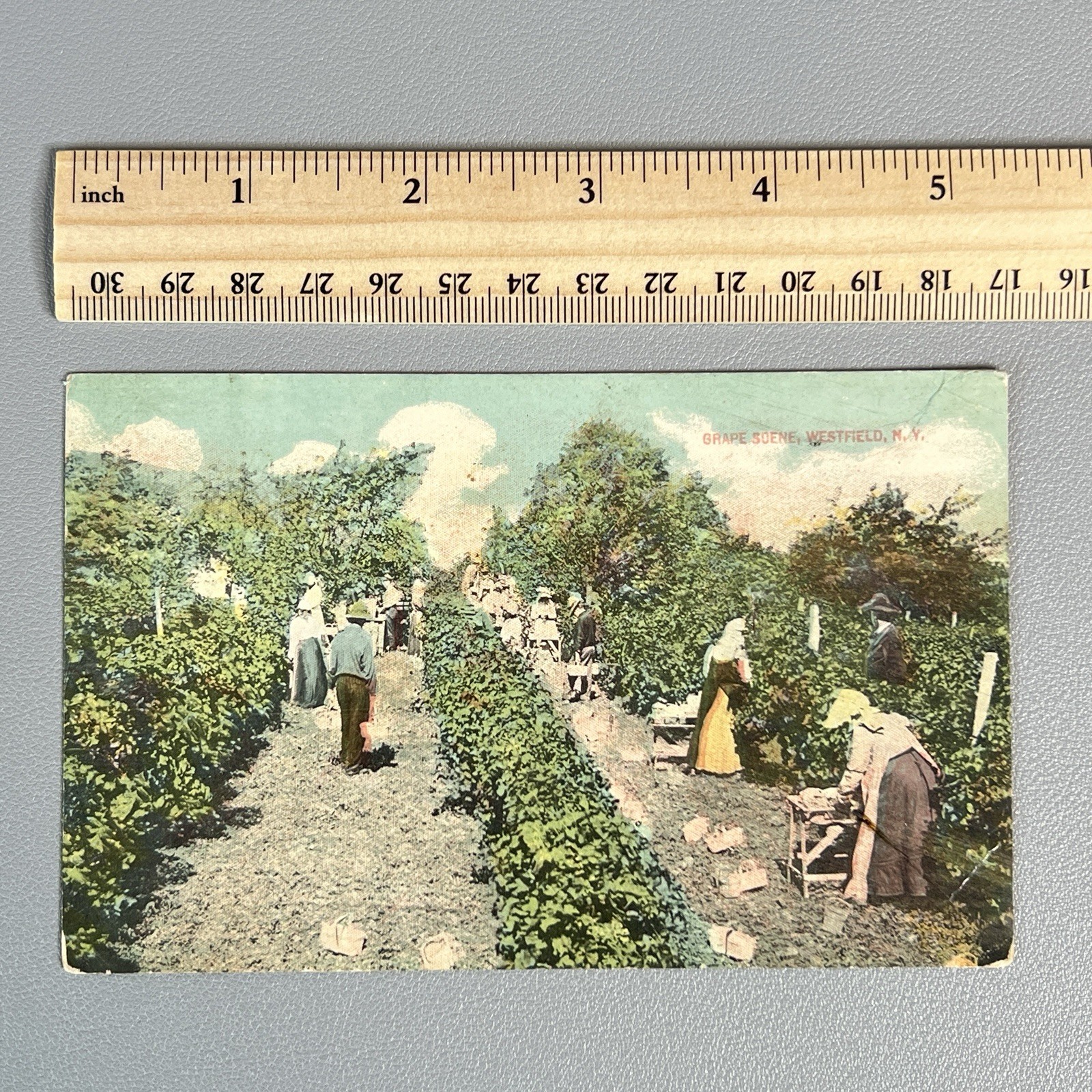 Antique 1913 Grape Scene Westfield NY Postcard Agricultural Harvesting Field