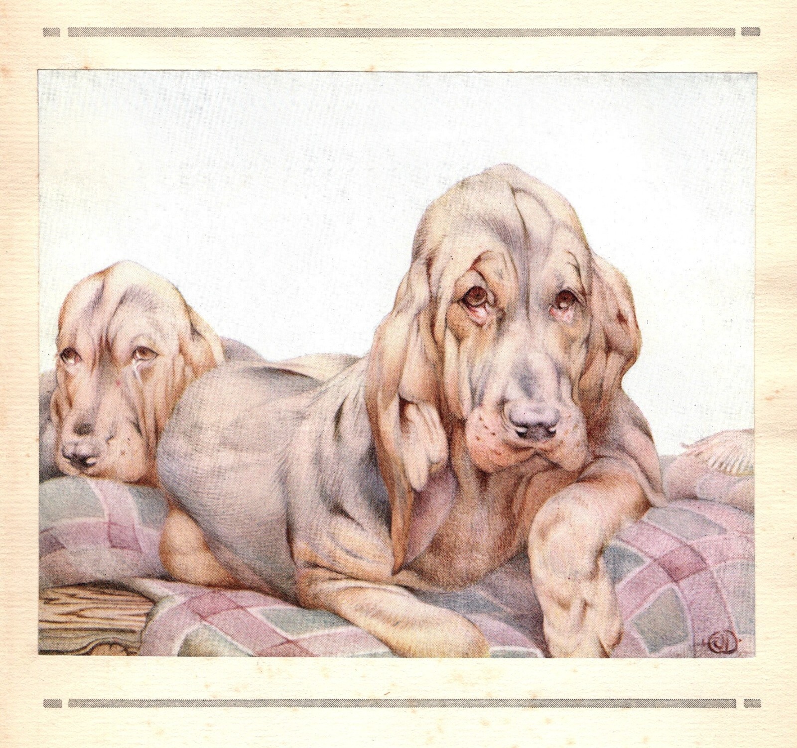 Antique Bloodhound Print c1915 E J Detmold Bloodhound Dog Art Illustration 6128m