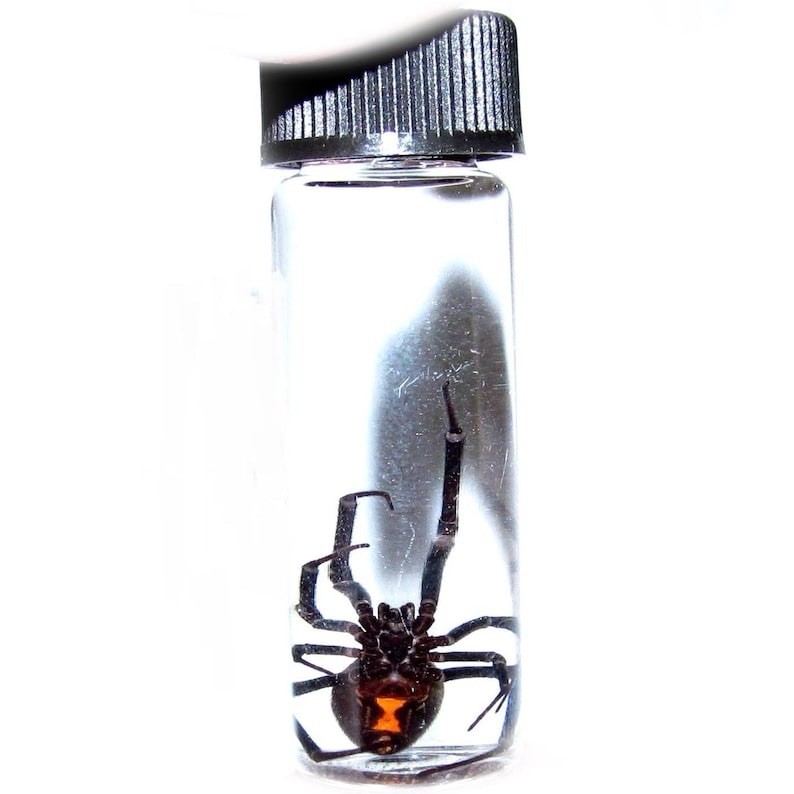 LATRODECTUS sp. wet specimen BLACK WIDOW PRESERVED SPIDER 2in VIAL LATRODECTUS sp. wet specimen BLACK WIDOW PRESERVED SPIDER 2in VIAL
