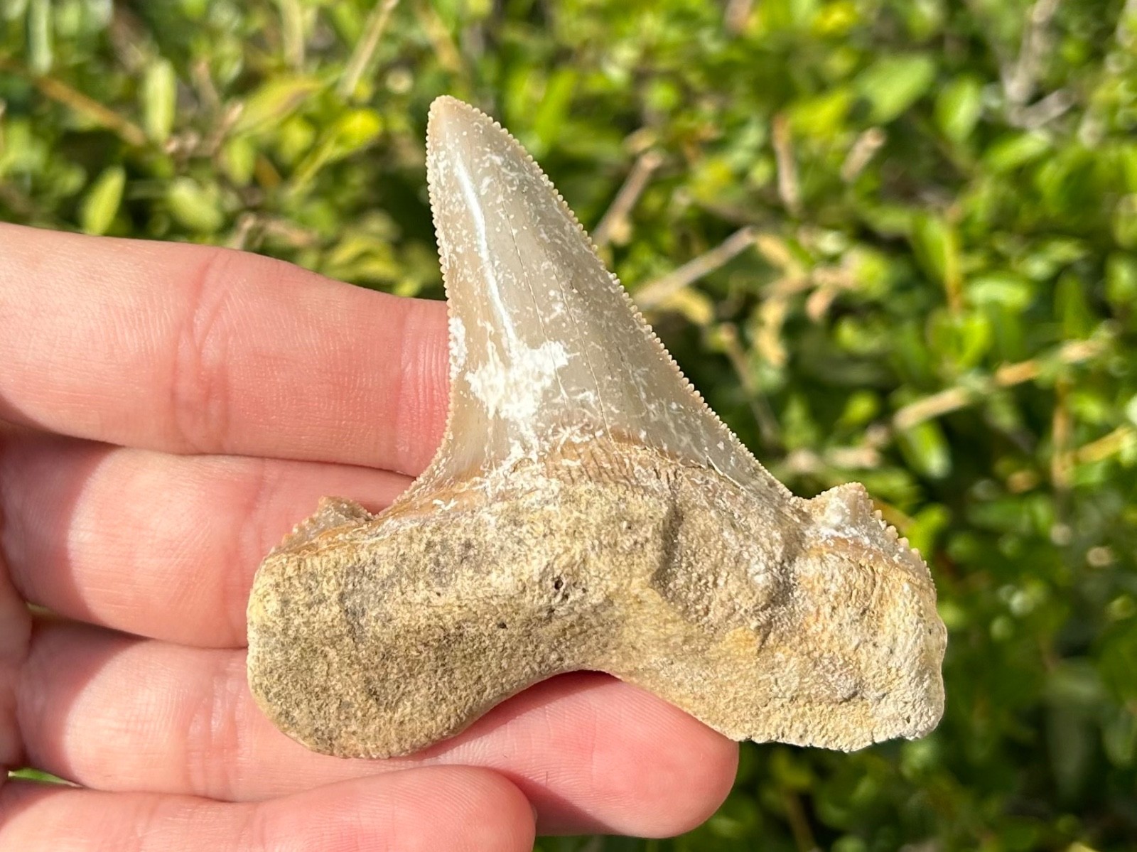 BIG Auriculatus sokolovi Sharks Tooth Fossil Dakhla Morocco Shark Teeth