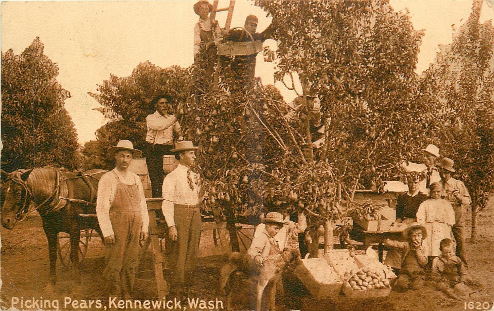 c1910 Kennewick Washington Picking Pears agriculture Postcard 25-11972