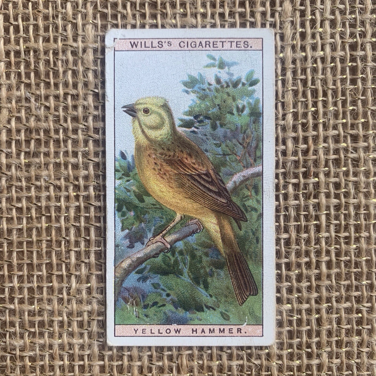 Yellow Hammer British Birds #12 1915 Wills Cigarette Imperial Tobacco Card Yellow Hammer British Birds #12 1915 Wills Cigarette Imperial Tobacco Card