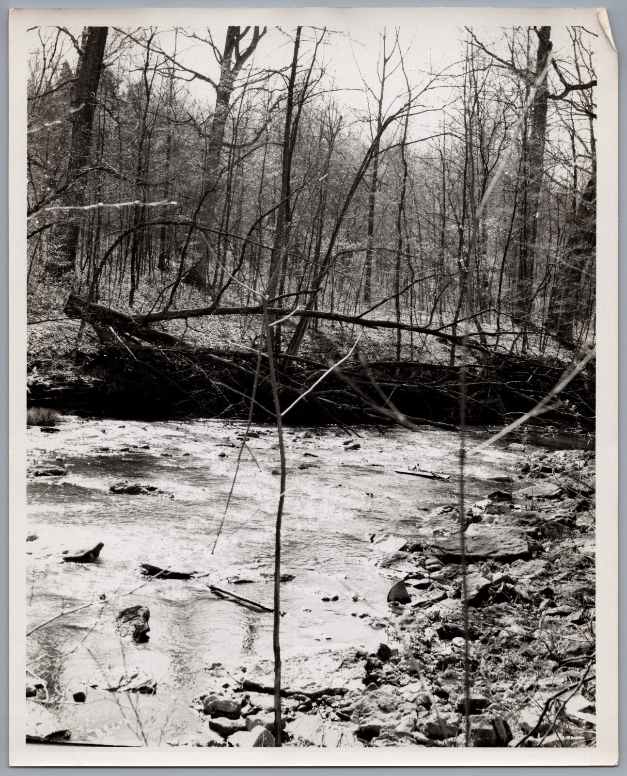 1963 Glen Helen, Ohio Original 8x10 Photo Creek and Downed Tree Scene 1963 Glen Helen, Ohio Original 8x10 Photo Creek and Downed Tree Scene