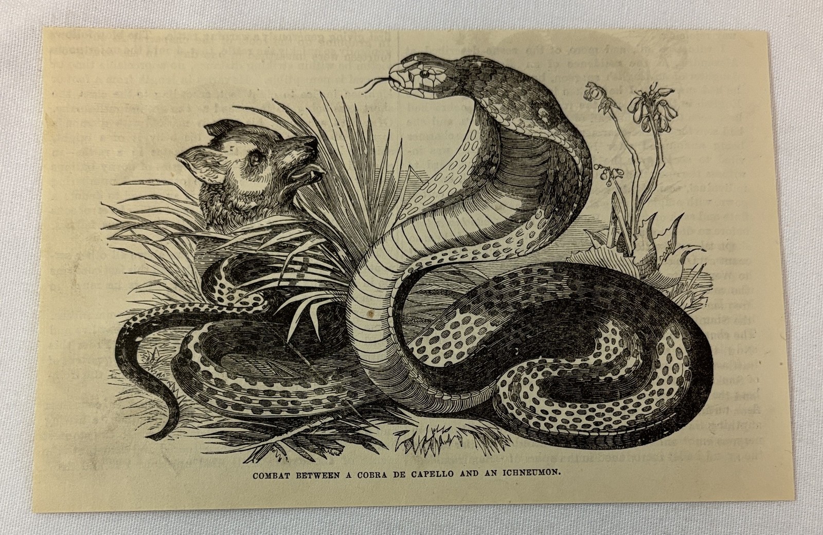 1882 magazine engraving ~ COMBAT BETWEEN A COBRA DE CAPELLO AND ICHNEUMON