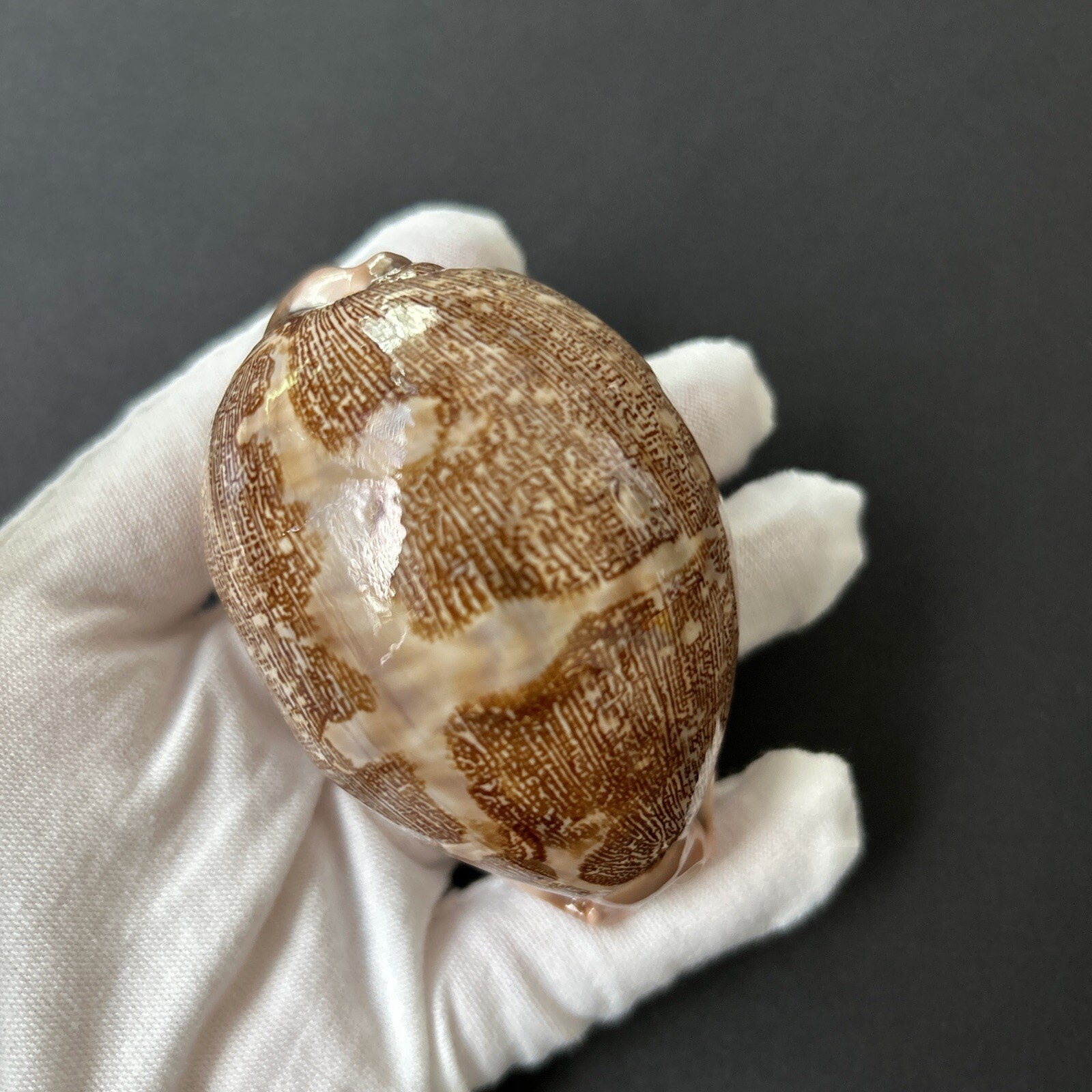 Leporicypraea mappa mappa. 75.2mm, with very special pattern-\ Leporicypraea mappa mappa. 75.2mm, with very special pattern-\