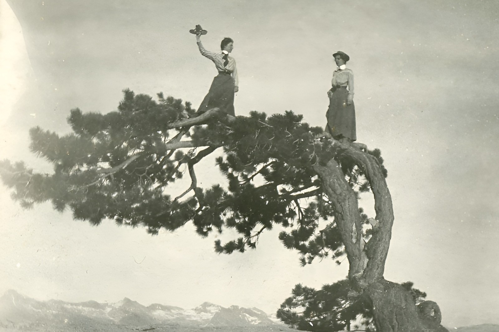 Two Women Standing in a Jeffrey Pine Yosemite 1890s - 5 x 7 inch Photo Print