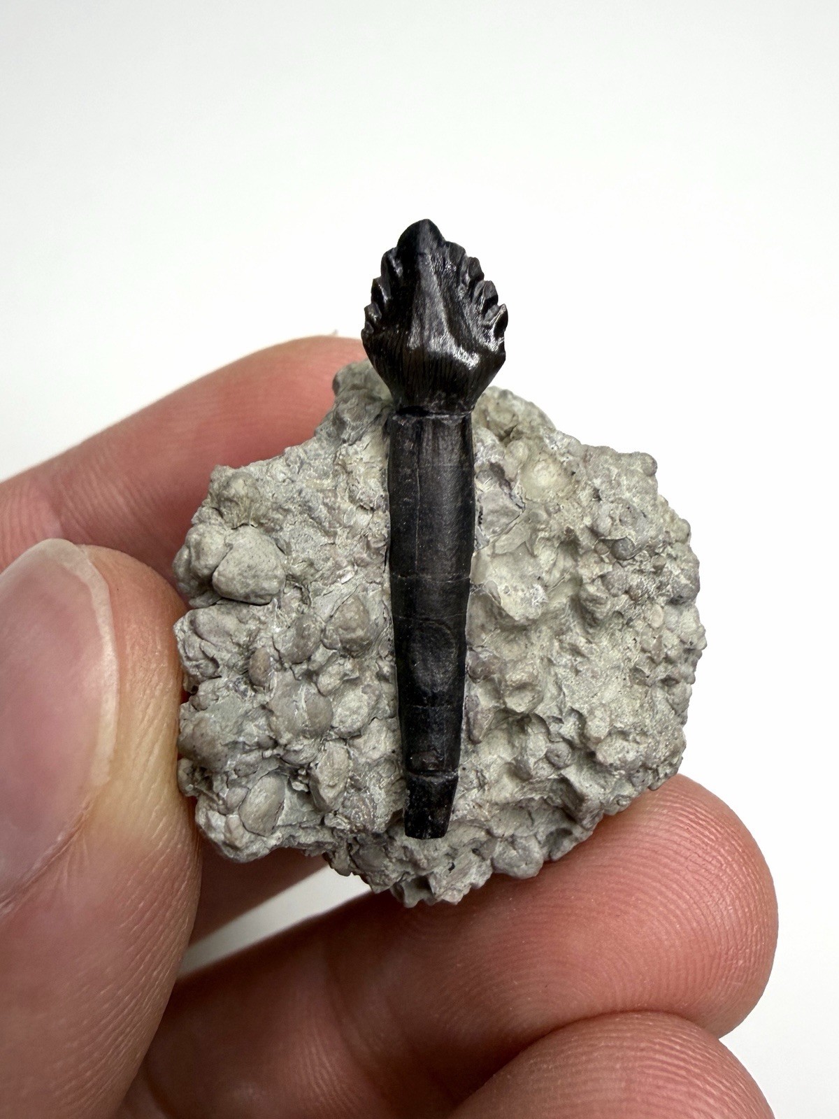 Rare 1.13” Rooted Spicomellus Tooth on Matrix - El Mers III Formation, Morocco