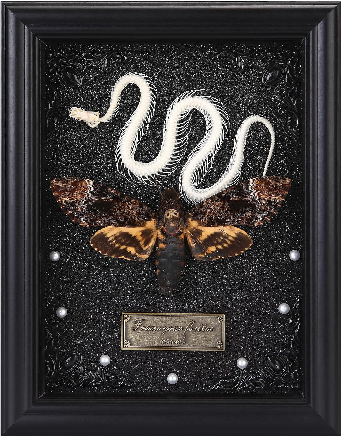 Real Death Head Moth Framed with Snake Skeleton, Gothic Insect Specimen Display