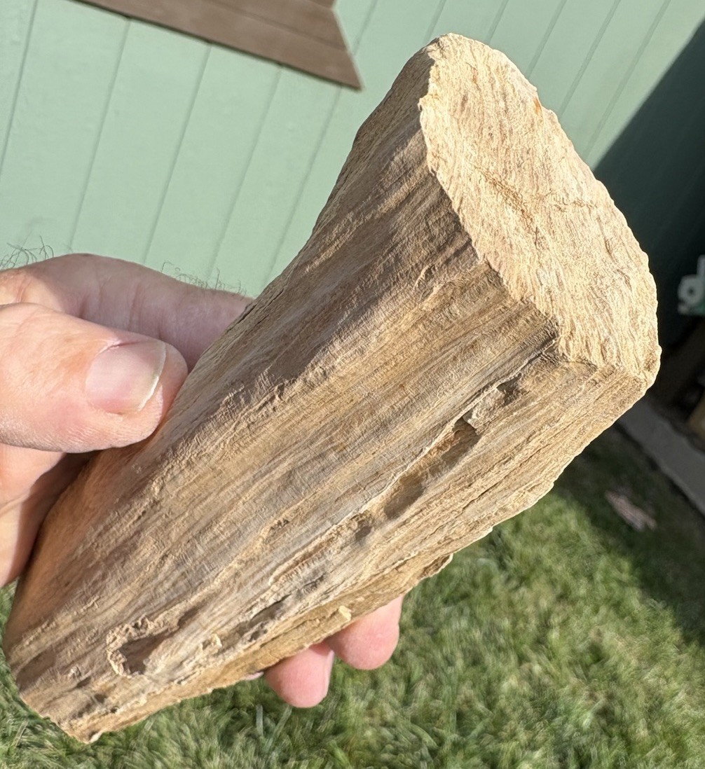☘️RR⛏️: Smooth Limb Cast Woodworthia Petrified Wood 7.75” NE AZ ☘️RR⛏️: Smooth Limb Cast Woodworthia Petrified Wood 7.75” NE AZ