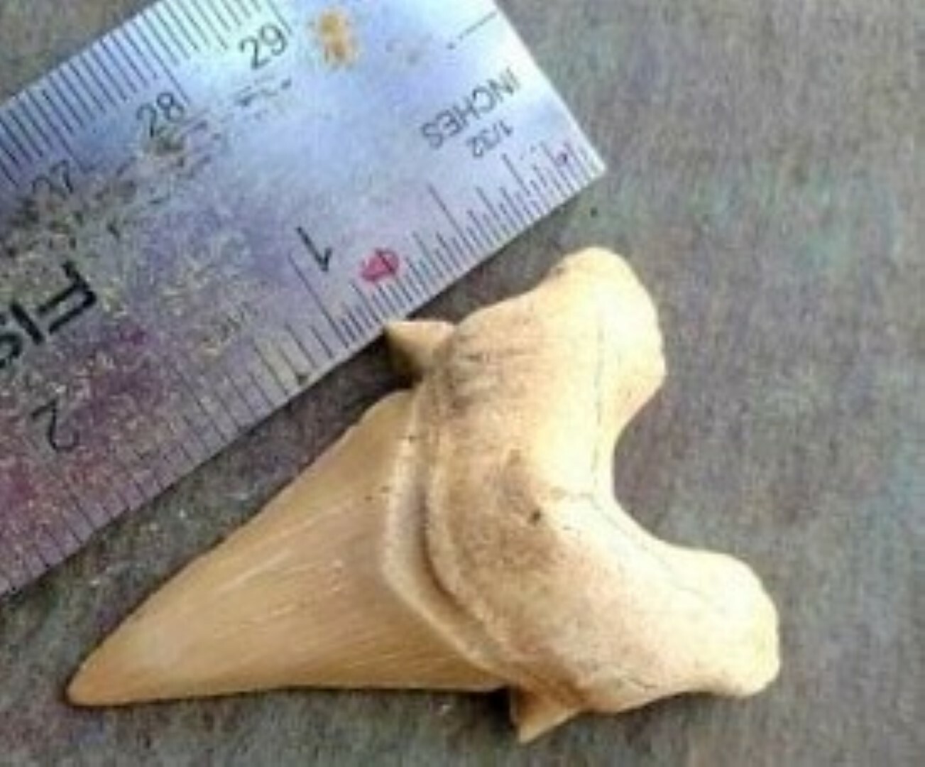 2 INCH OTODUS TOOTH REAL SHARK SEA FOSSIL TEETH MEGALODON ANCESTOR EXTINCT LARGE