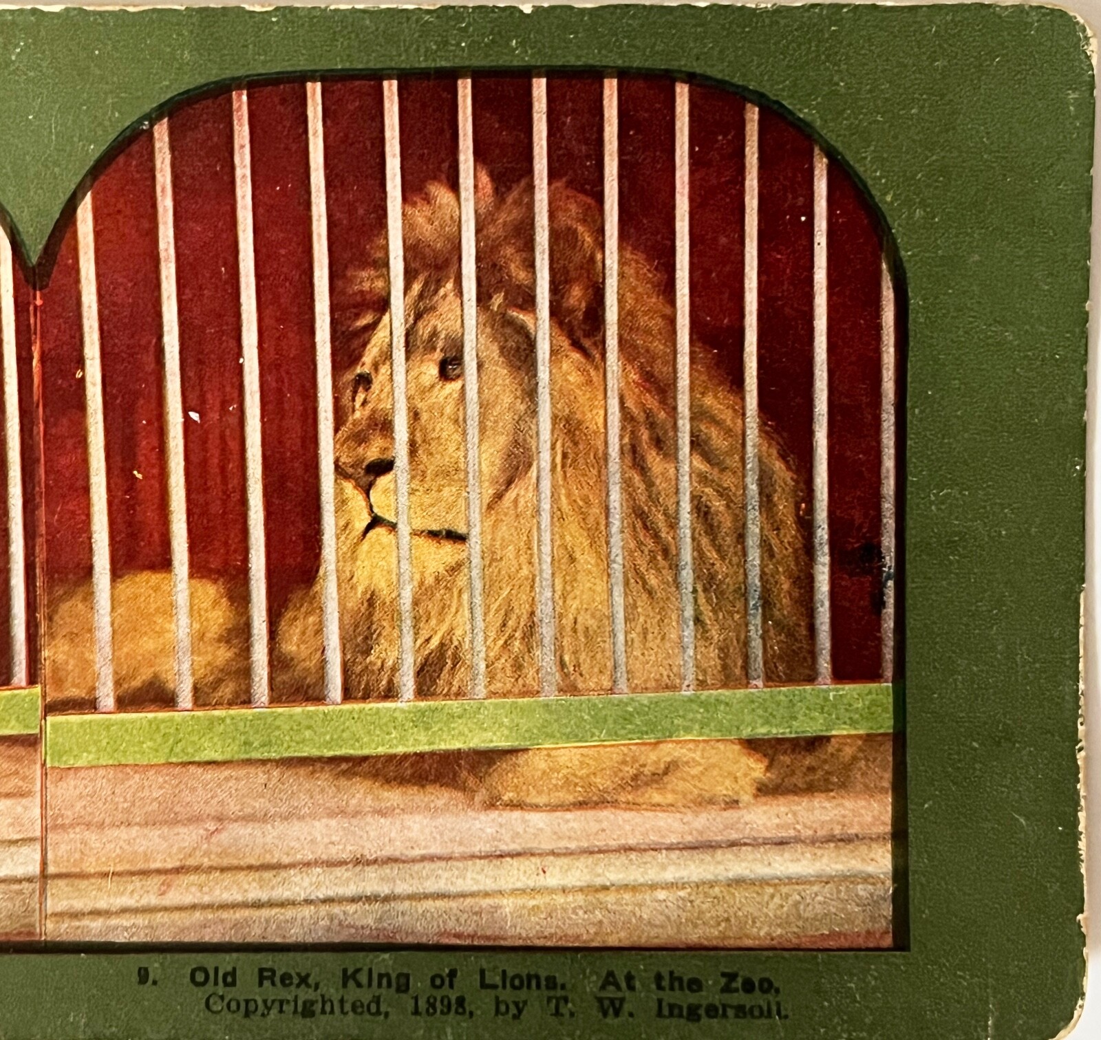 Vintage 1898 T. W. Ingersoll Color Lithographic Stereoview Card, Rex the Lion