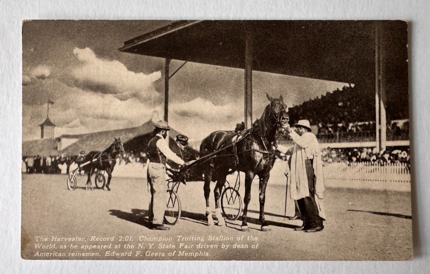 ca 1910s Postcard NY State Fair The Harvester Trotting Race Horse Stallion