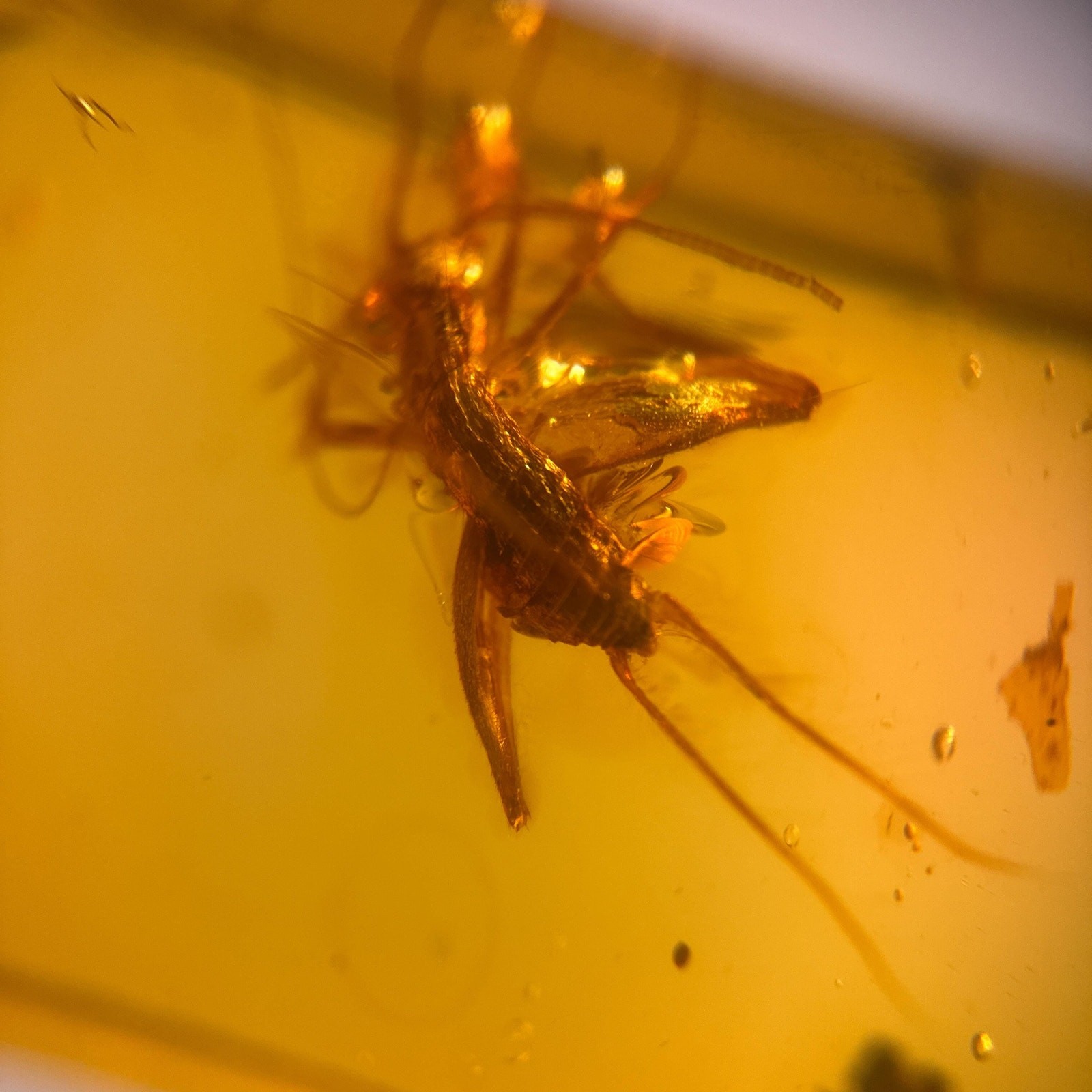 Cricket in Burmese / Burmite amber fossil / 100% genuine amber 