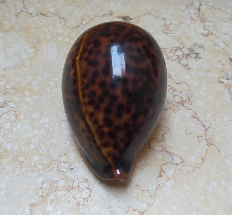 F Cypraea pantherina natural glossy red sea shell very nice color F++++ 85.7mm F Cypraea pantherina natural glossy red sea shell very nice color F++++ 85.7mm